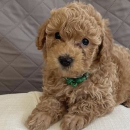 Poodles from Ruby D. Farms