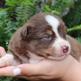 RTM - Spur - Red tri male Miniature Australian Shepherd puppy in Goliad, Texas from Sassy Lil Aussies and Diamond W Poodles