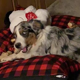 Australian Shepherds from 6J Aussies Australian Shepherds