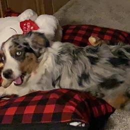 Australian Shepherds from 6J Aussies Australian Shepherds
