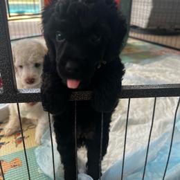 Salsa - Black female Poodle puppy in Port Saint Lucie, Florida from Abbott Standard Poodles