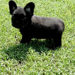 George - Black male French Bulldog puppy in Tulsa, Oklahoma from EvergreenEliteKennel