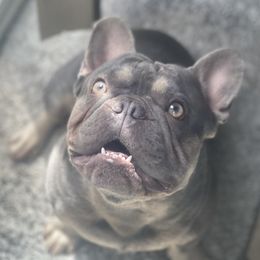 Konah - French Bulldog