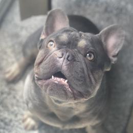 Konah - French Bulldog