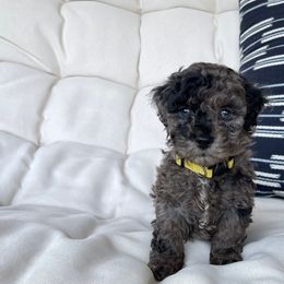 Cockapoo Puppies from Oak and Magnolia