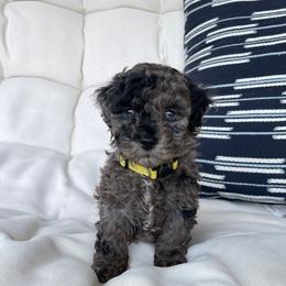 Cockapoo Puppies from Oak and Magnolia