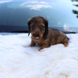 Dachshund Puppies from EntityDachs