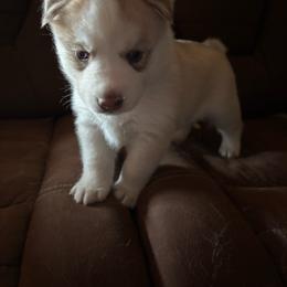 Girl 3 - Bronze - Sable and white female Siberian Husky puppy in Independence, Wisconsin from Hito's Huskies