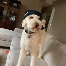 Goldendoodle, Poodle, and Sheepadoodle All Grown Up from Brewer's Goldendoodles & Sheepadoodles