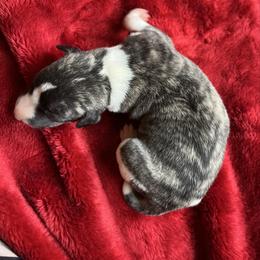 Flora - Fawn brindle female Whippet puppy in Clinton, Tennessee from Ivanhoe Borzoi