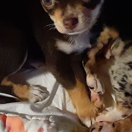 Chihuahuas from Chi's to Please