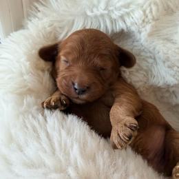 Emerson - Red male Cavapoo puppy in Preston, Idaho from Rocking JH Pup Co