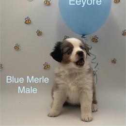 Eeyore - Blue merle male Miniature American Shepherd puppy in Tremonton, Utah from Azure Sky Minis