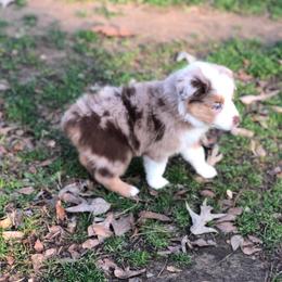 Miniature Australian Shepherd Puppies from Kuttin’ Up Mini Aussies