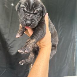 Peach collar - Black female Great Dane puppy in Corsica, Pennsylvania from Ferguson Family Danes LLC