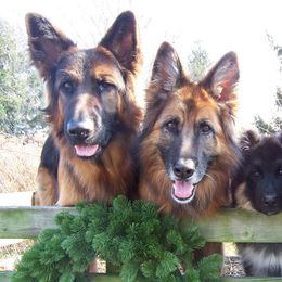 German Shepherds from Spirit Shepherds