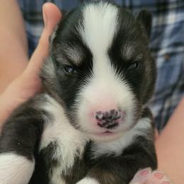 Dark Blue - Black and white male Siberian Husky puppy in Swansea, Illinois from Husky B's