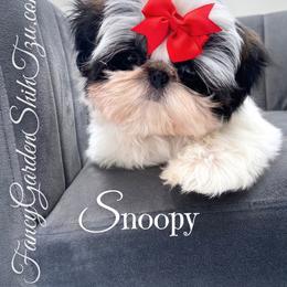 Snoopy - Shih Tzu