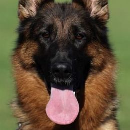 German Shepherd All Grown Up from German shepherd