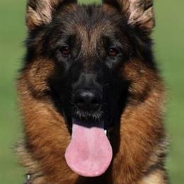 German Shepherd All Grown Up from German shepherd