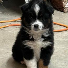 Happy Camper - Black tri male Toy Australian Shepherd puppy in Bristow, Iowa from Pine Ridge Toy and Mini Aussies
