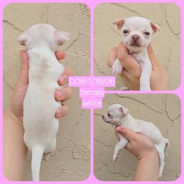 White - White female Chihuahua puppy in Vineland, New Jersey from Royal Companion's