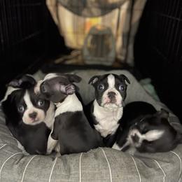 Boston Terrier Puppies from Bonze Boston Terriers
