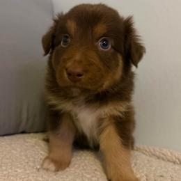 Baby Ruth - Red tri-color male Australian Shepherd puppy in East Hartford, Connecticut from CT Aussies