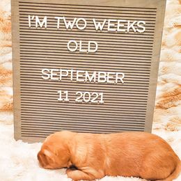 Golden Retriever Puppies from Margaret Tatur's Golden Retrievers