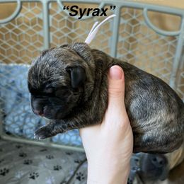 Syrax - Chestnut brindle female Cane Corso puppy in Altoona, Alabama from Snead’s Cane Corso Kennel