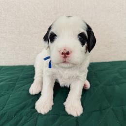 Moony - Tri-color male Bernedoodle puppy in Apache Junction, Arizona from Coffey House Doodles