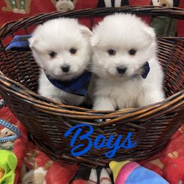 American Eskimo Dogs from Ketura’s Angels Kennels
