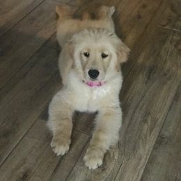 Golden Retriever Puppies from OPK Goldens