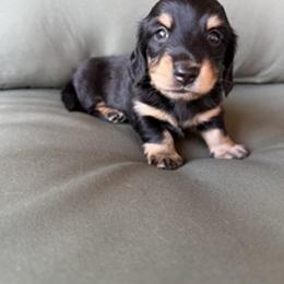 Boy 1 - male Dachshund puppy in Delta, Colorado from Weinderful Dachshunds