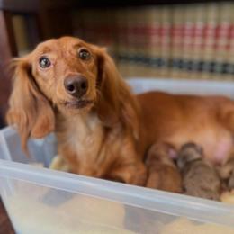Onyx - Red female Dachshund puppy in North Providence, Rhode Island from Das Weinerhas Dachshunds