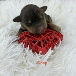 Shep - Liver male Miniature Schnauzer puppy in Sylvania, Georgia from Southern Sky Miniature Schnauzers