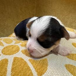 Leo - Parti male Yorkshire Terrier puppy in Waldorf, Maryland from Luv My Yorkies, LLC