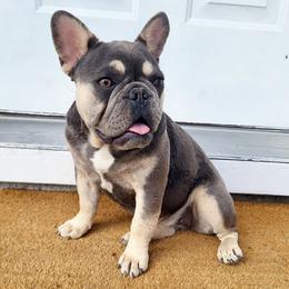 Girl 3 - Blue fawn female French Bulldog puppy in Spring Creek, Nevada from Nevada Frenchie Co.