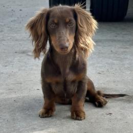 Dachshund All Grown Up from GE Miniature Dachshunds