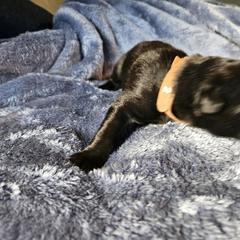 Brown - Black male Belgian Sheepdog puppy in Virginia Beach, Virginia from Sea Major Belgians