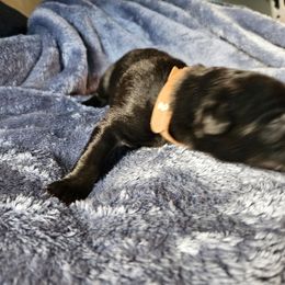 Brown - Black male Belgian Sheepdog puppy in Virginia Beach, Virginia from Sea Major Belgians