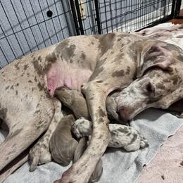 Boston Terrier and Great Dane Puppies from Splashed To Perfection Farms