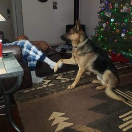 German Shepherd All Grown Up from Freiheit Von Himmel  Shepherds