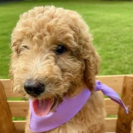 Goldendoodle and Poodle Puppies from SnickerDoodlePups
