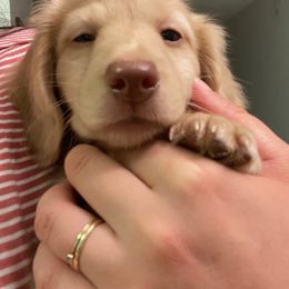 Dachshund Puppies from Hetu's Dachshunds