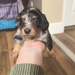 Sambo - Dapple male Dachshund puppy in Nashville, Georgia from Riverside Dachshund