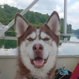 Kai - Siberian Husky