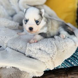 Girl 1 - Silver and white female Pomsky puppy in Yavapai County, Arizona from Pawsh Pomskies