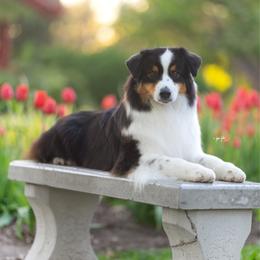 Fancy - Australian Shepherd