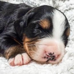White - Black rust and white female Bernese Mountain Dog puppy in Marne, Michigan from MI Doodles